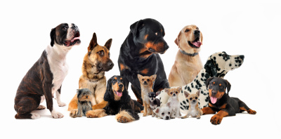 in depth dog breed selector