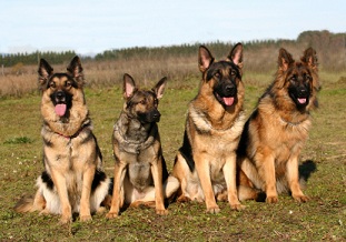 German Shepherd Dogs